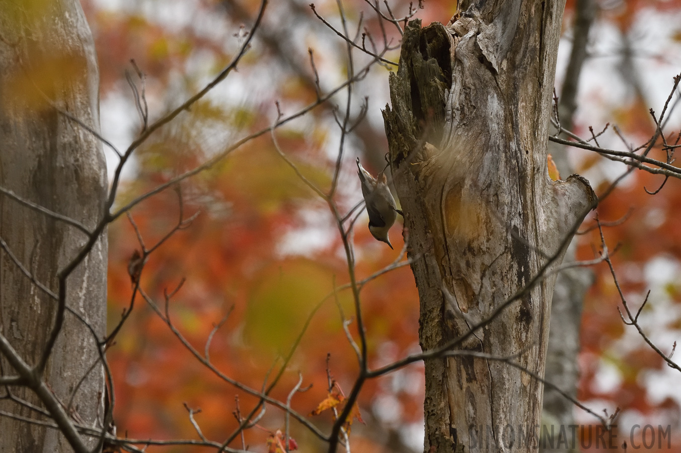 Sitta carolinensis carolinensis [400 mm, 1/1600 sec at f / 7.1, ISO 1600]